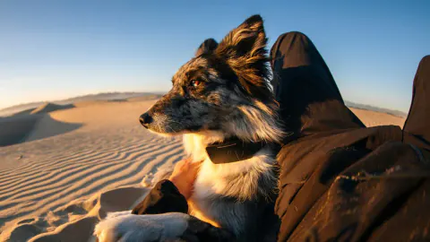 Dünyanın İlk Uydu Bağlantılı Köpek Tasması Tanıtıldı: Starlink Dönemi
