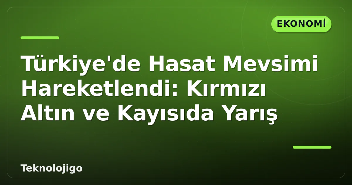 Türkiye'de Hasat Mevsimi Hareketlendi: Kırmızı Altın ve Kayısıda Yarış Türkiye'de Hasat Mevsimi Hareketlendi: Kırmızı Altın ve Kayısıda Yarış