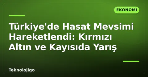 Türkiye'de Hasat Mevsimi Hareketlendi: Kırmızı Altın ve Kayısıda Yarış